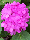 Endless Summer Pink Hydrangea